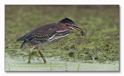 Green Heron with fish
