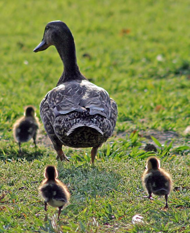 Family life