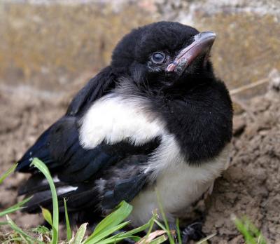 Magpie, Middlesbrough, UK