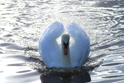 Swan, Hemlington, UK