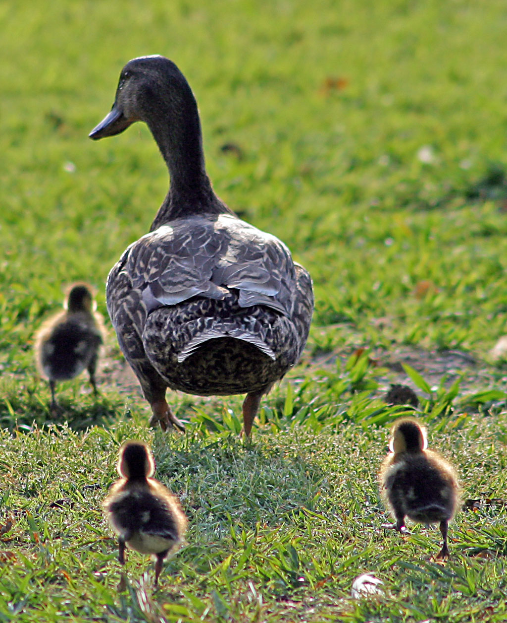 Family life