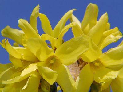 Forsythia