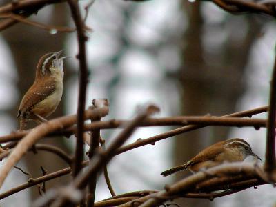 Singing of Spring