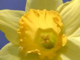 Daffodil