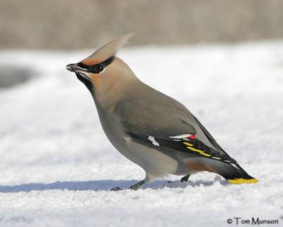 waxwings