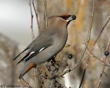 Bohemian Waxwing