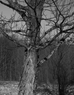 tree in late winter