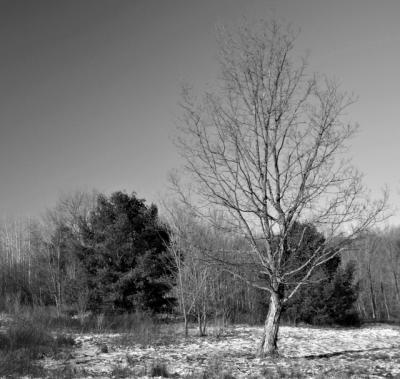 old field - winter