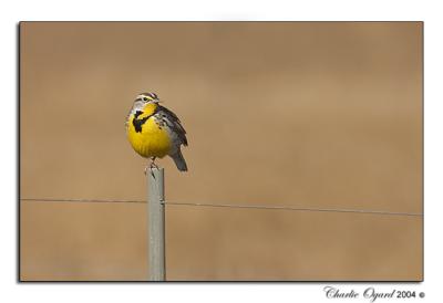 Western Meadowlark