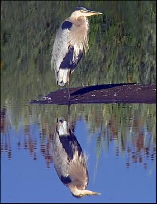 Great Blue Heron...Reflecting.