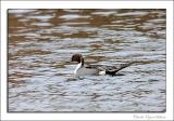 Pintail Drake...