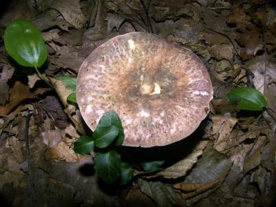 Russula variata