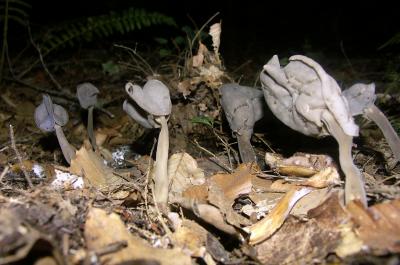 Helvella lacunosa