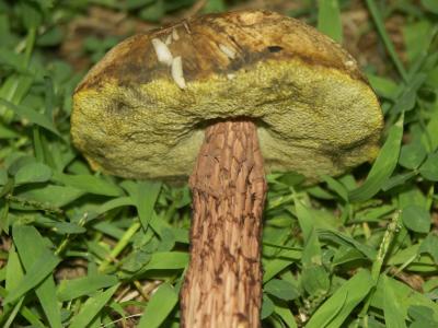 Boletus russellii