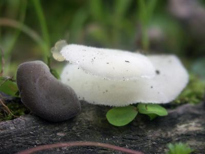 Pseudohydnum gelatinosum