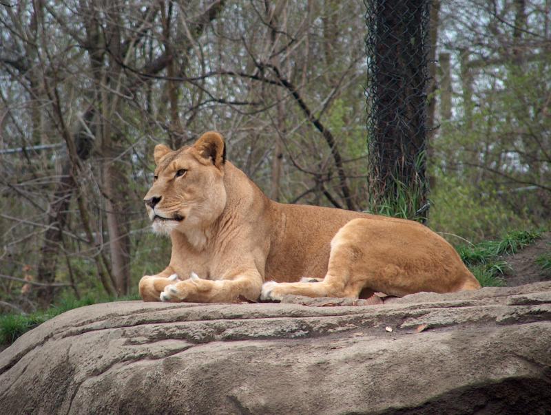 the female lion watches intently