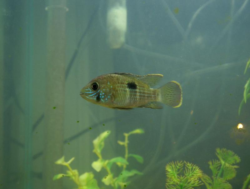 The Green Terror when it was new to our tank- Nov. 16, 2003