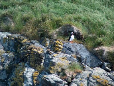 A Puffin on an island off the coast of the Snaefellsnes Penninsula
