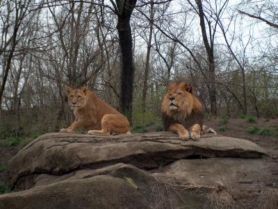The Lions gaze out from atop their rock