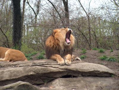The mighty lion roars (ok, he's just yawning)