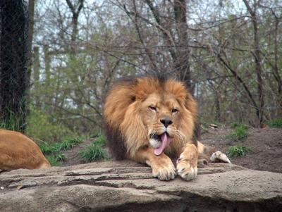 Even ferocious lion kings have to take a bath