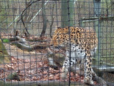 The leopard paces around his cage