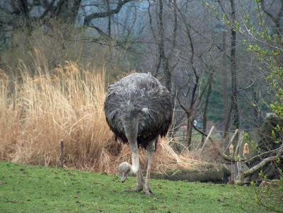 Ostrich searches for food