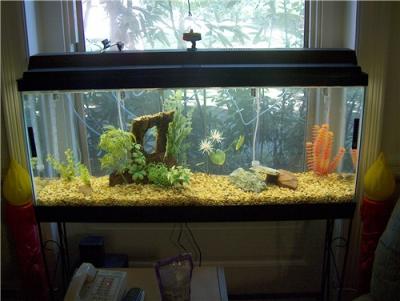 The tank right after our first fish purchase (september '03)