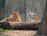 The Siberian Tigers look bored