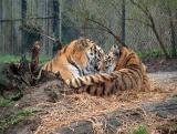 The Siberian Tigers still look bored