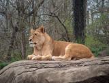 the female lion watches intently