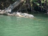 A crocodile (or maybe alligator??) in Belize