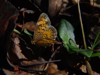 August 29, 2004Pearl Crescent Butterfly