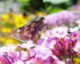 DSC09922.jpg