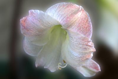 Canaan Flower