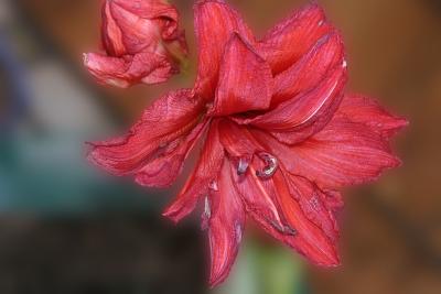 Canaan Red Flower