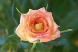 Minature Rose