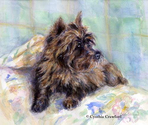 Cairn Terrier by C J Crawford
