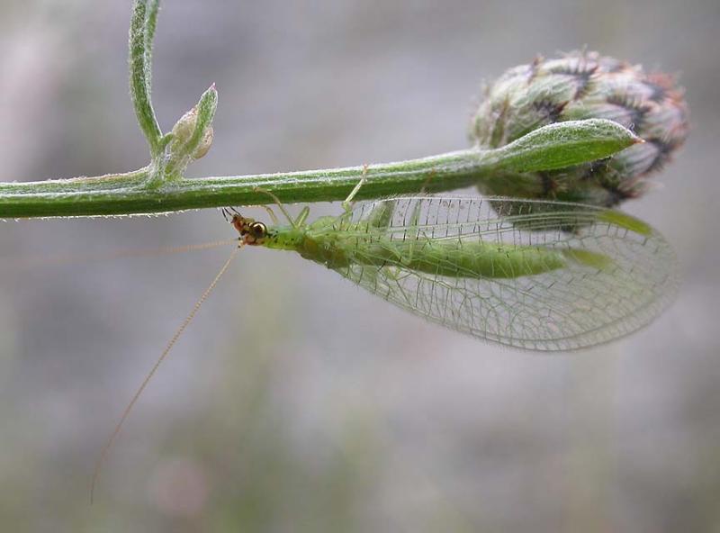 green lacewing