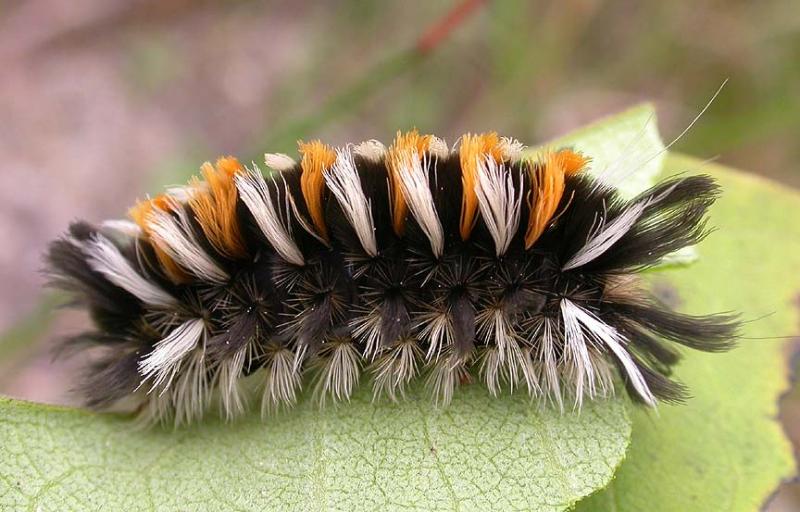 Milkweed tussock caterpillar -- <i>Euchaetes egle</i> - 1