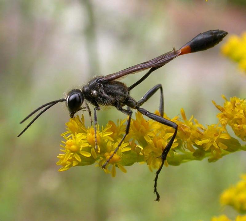Sphecidae:  Ammophila spp. (?) -- Thread-waisted wasp