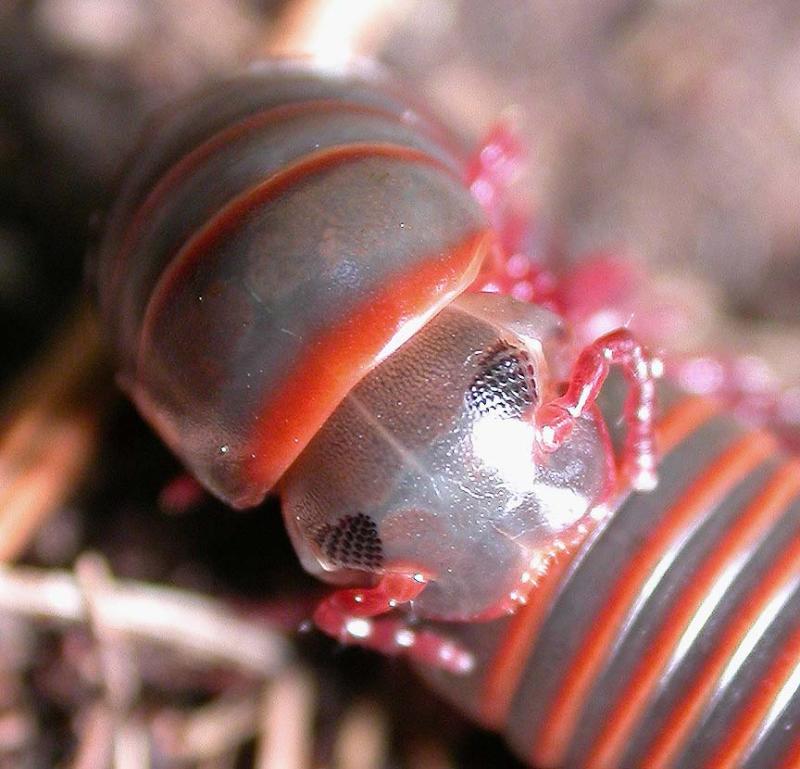 Narceus -- detail of head