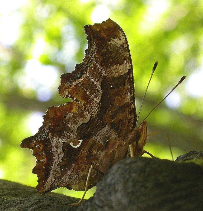 Eastern Comma  -- <i>Polygonia comma</i> butterfly