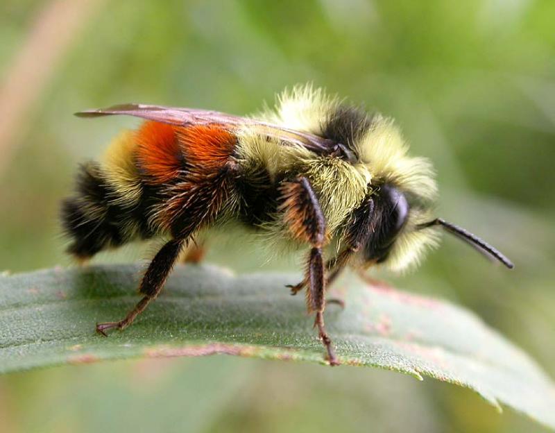 Red-tailed Bee -- <i>Bombus sylvicola (?)</i>