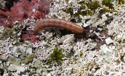 caterpillar on lichen-coated rock