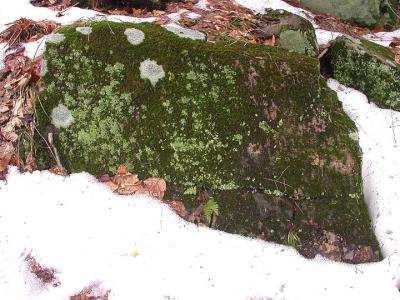 lichen-rock