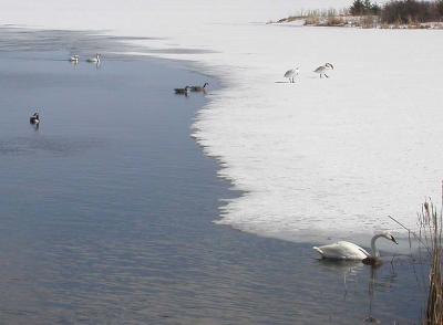5 Trumpeter Swans & Canada Geese