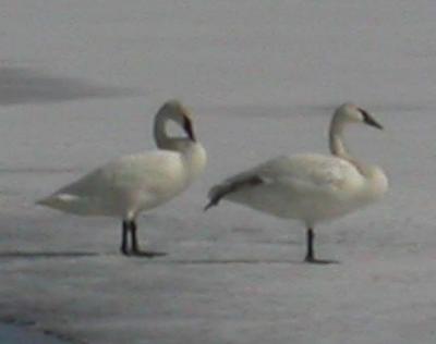 2 Trumpeter Swans (adult)