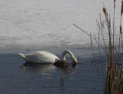 Trumpeter Swan - 3