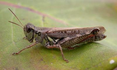 olive grasshopper